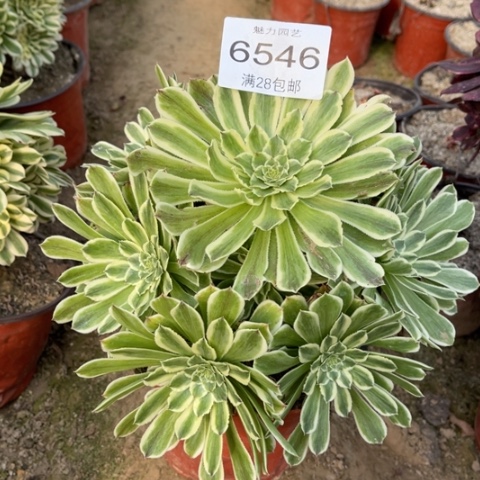 碧浪多肉多肉6546