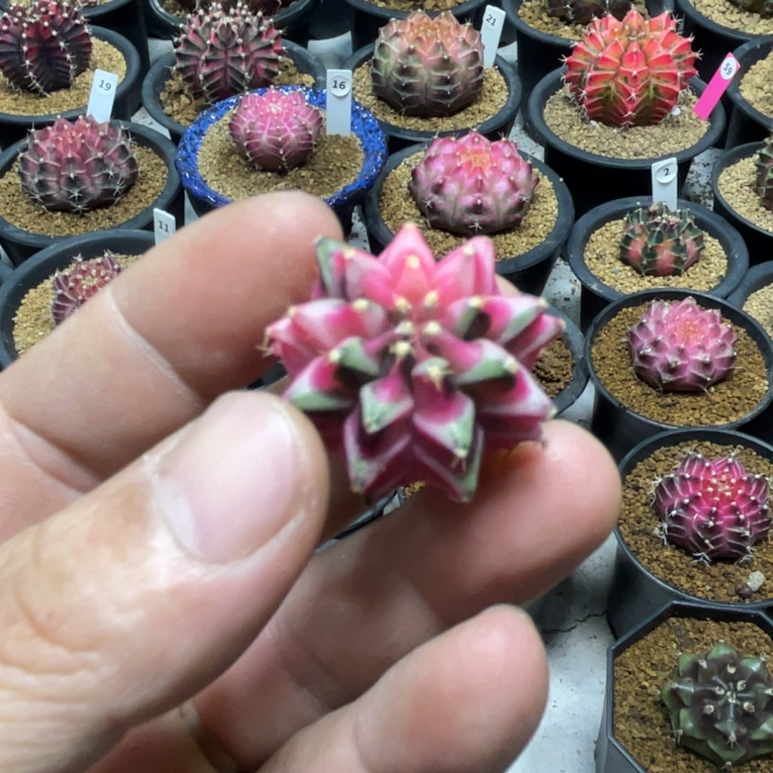 当前无花朵，栽培后可花朵五月