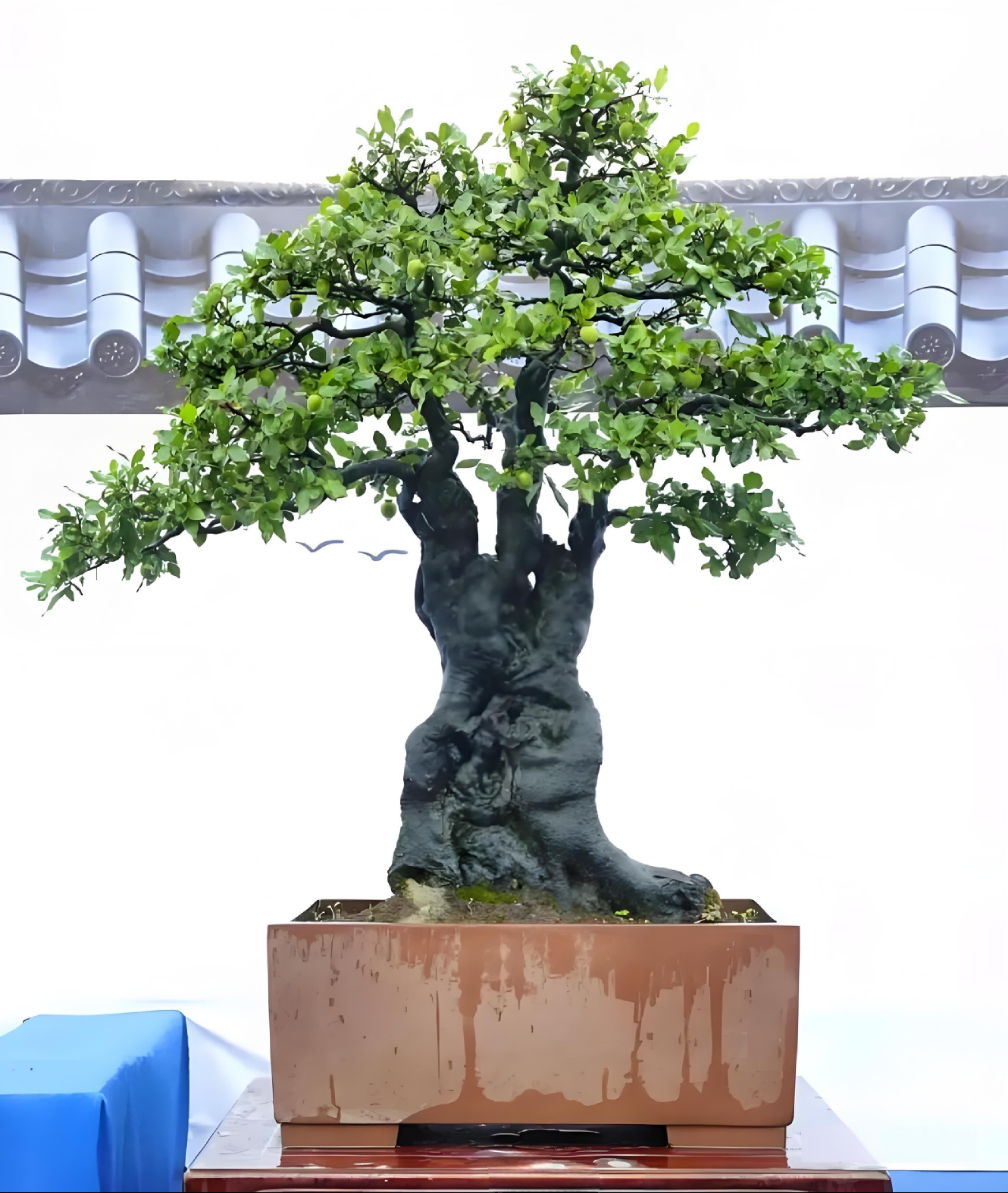 金弹子桩链接图片仅供参考（直播间一物一拍截图为证）