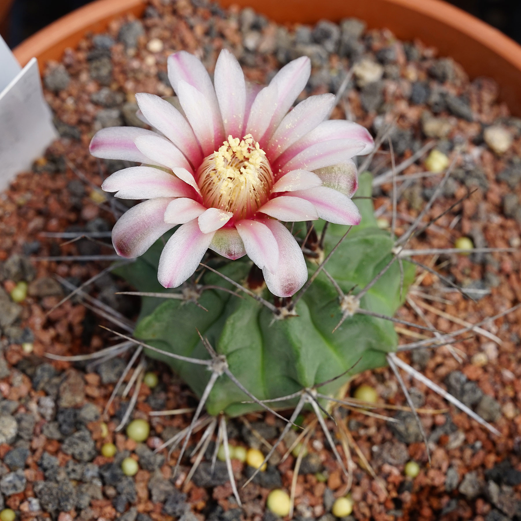 Gymnocalycium intertextum 裸萼球 仙人球