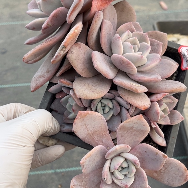 慧***梁红茶一颗小群生140盆