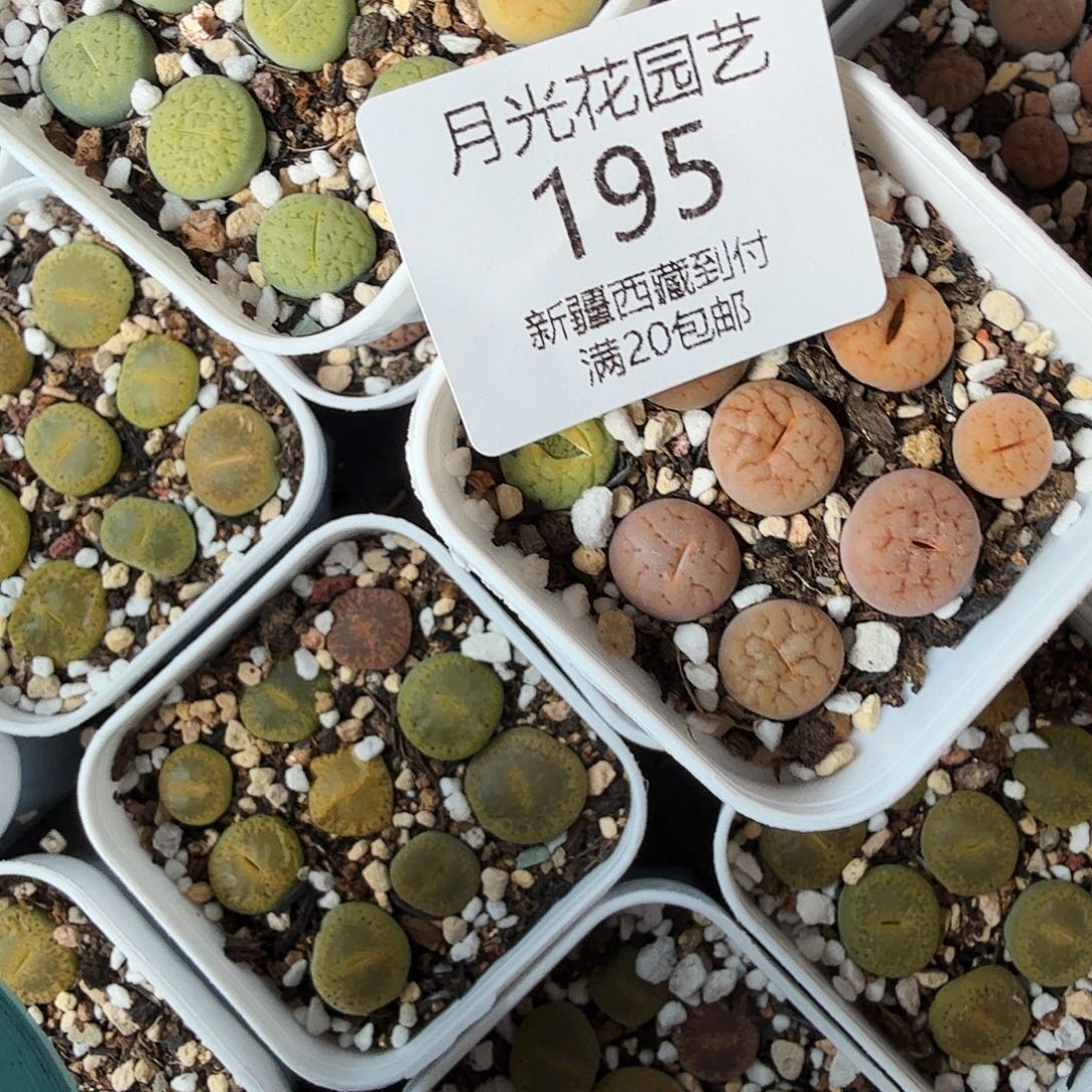 你说是谁在的了吧195是