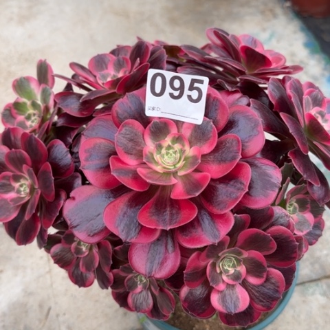 095凤冠25厘米左右