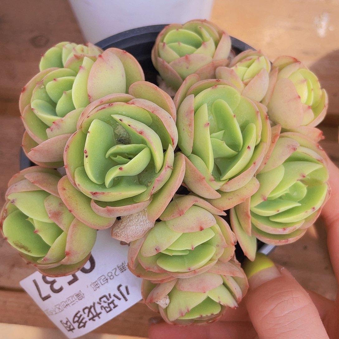 碧桃小朵朵整群福利价