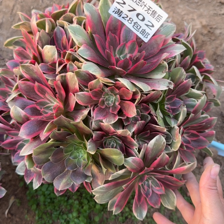 疯***罪2702三号棚浣纱多肉A