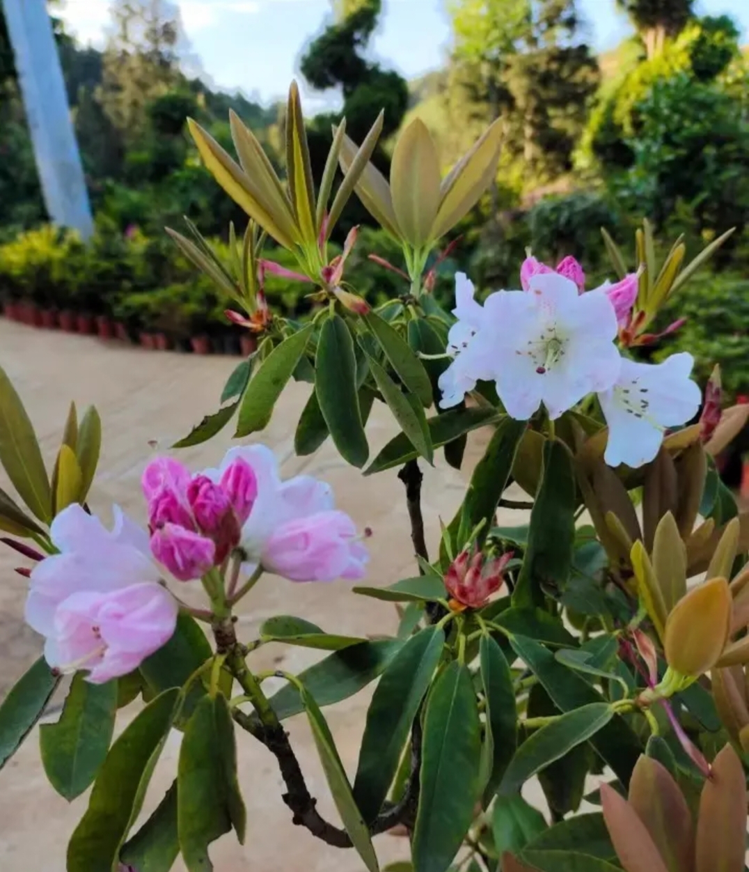  云锦杜鹃花 海岛栀子花  海岛春花