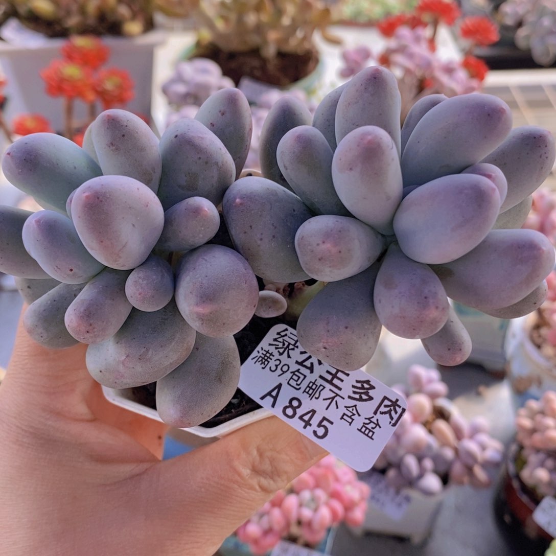 米可10cm845多肉植物