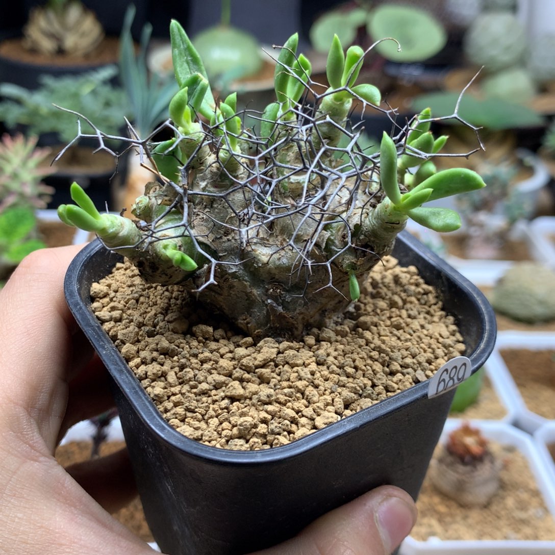 产地钢丝球万物想奇峰锦