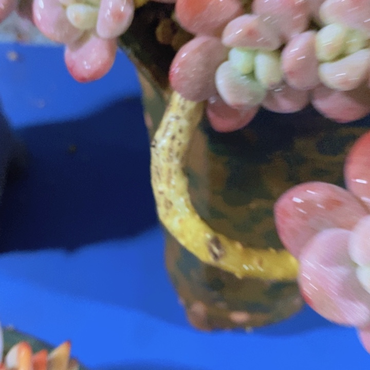 决多肉植物的生长发育