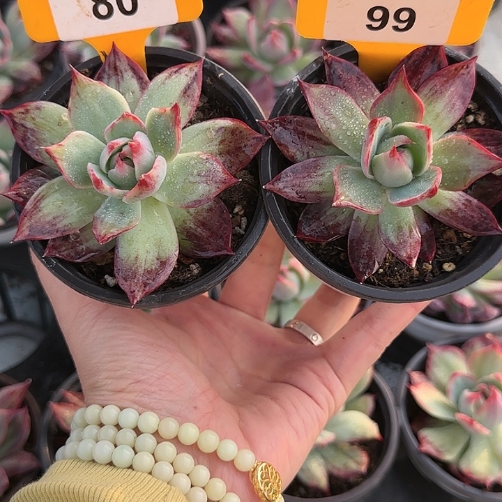 云****80，99 惊鸿仙子多肉植物6-9cm