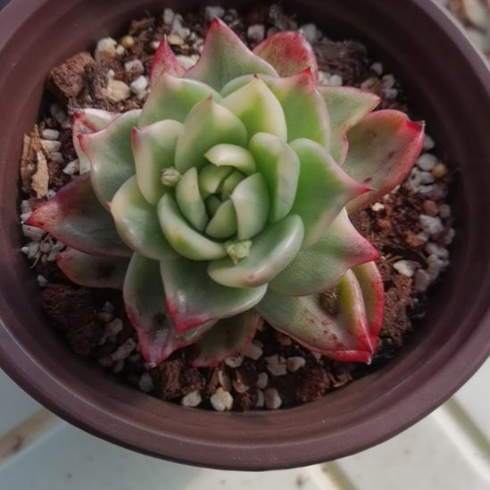 宽乌白覆轮锦单头带根