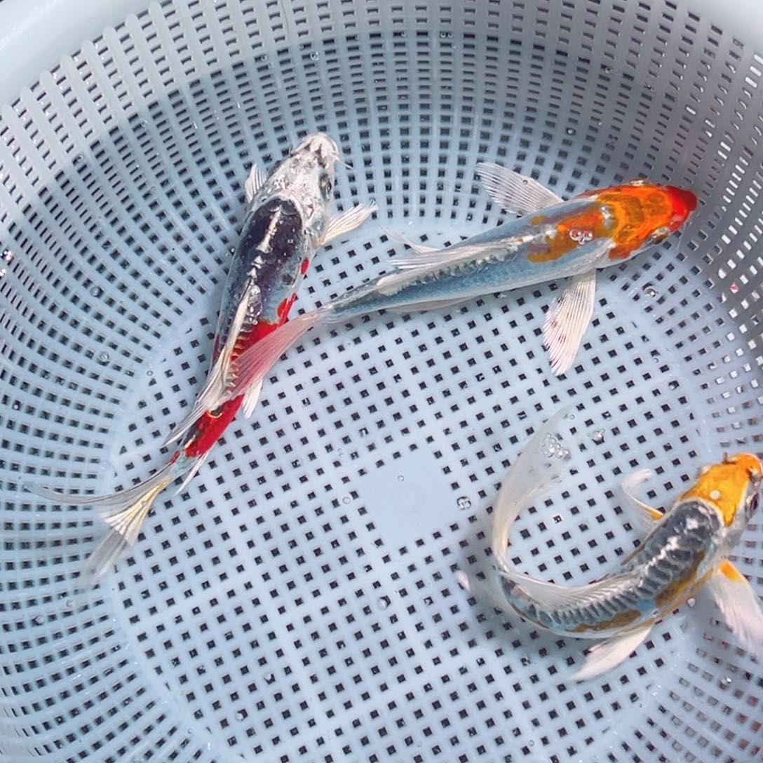 锦鲤锦鲤观赏鱼1111