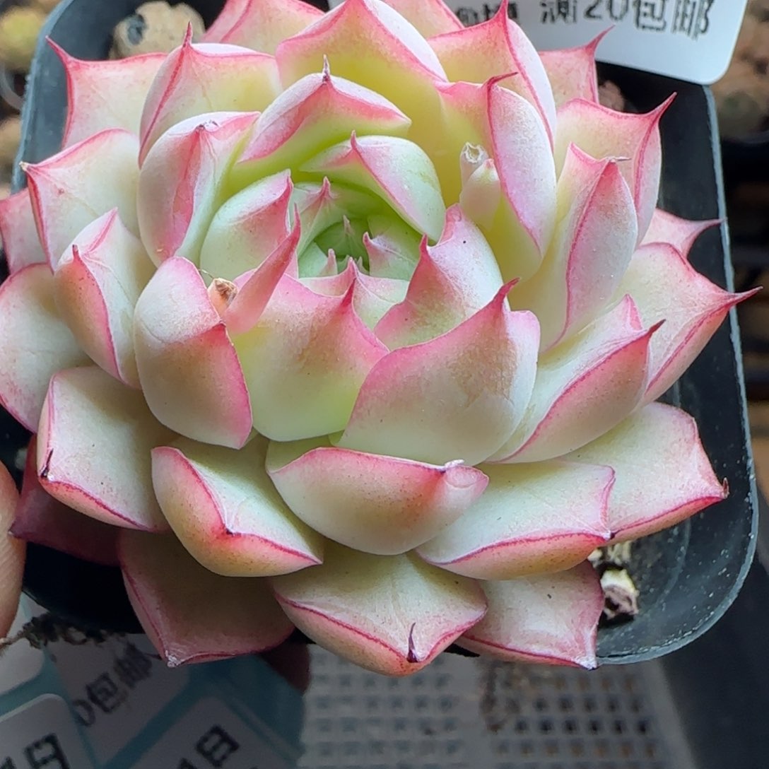 花语逸镜0311-359