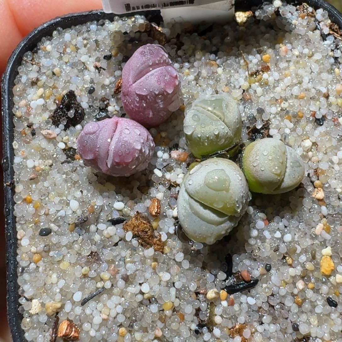 老板清仓高品质3011