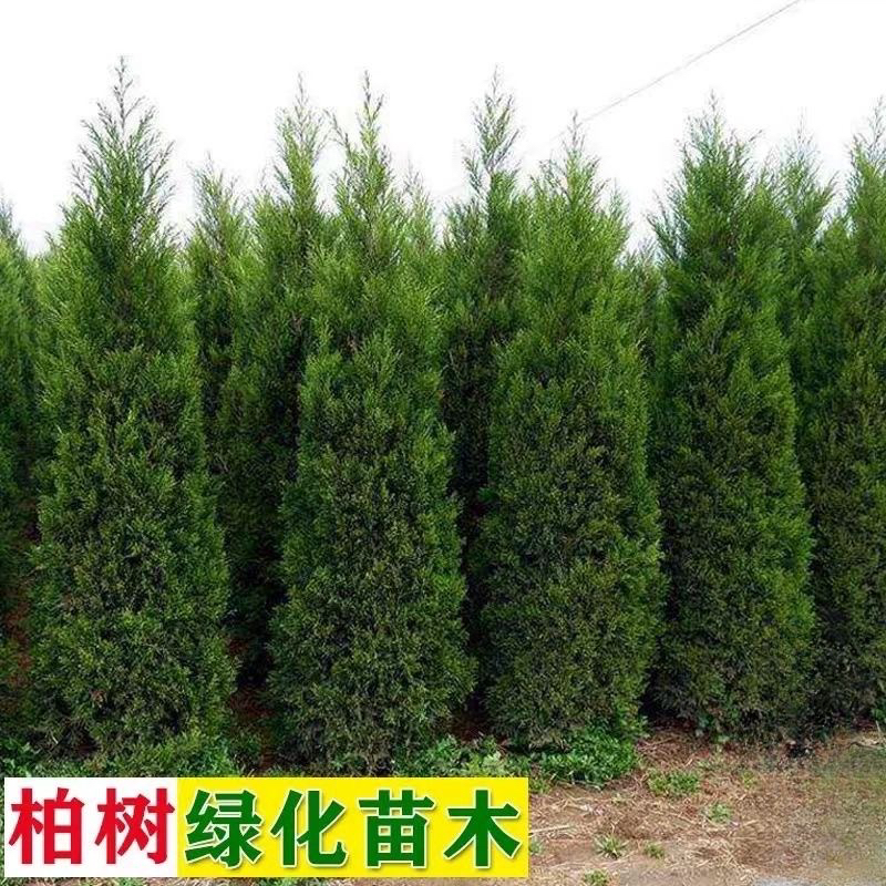 塔柏四季常青墓园墓地种植工程苗木种植