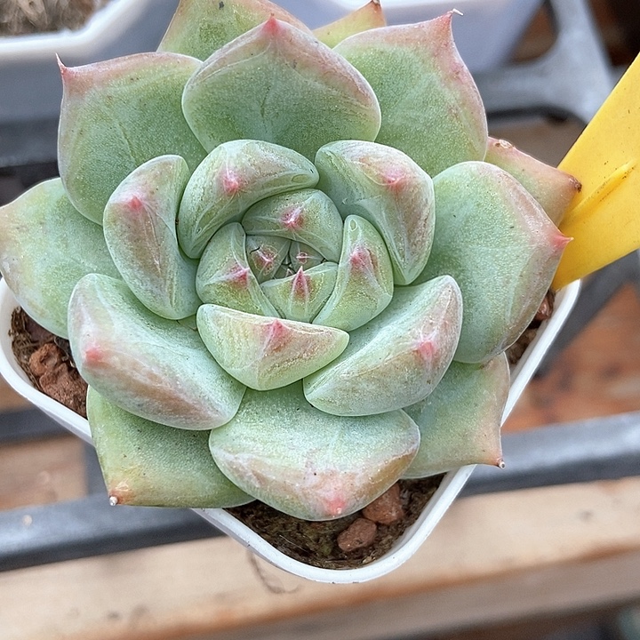 多肉植物白拉糖6105