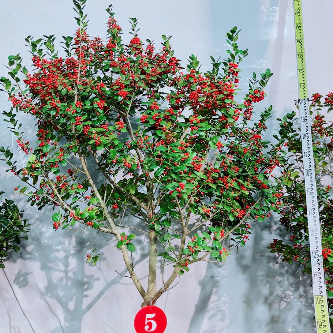 无花朵金玉满堂树