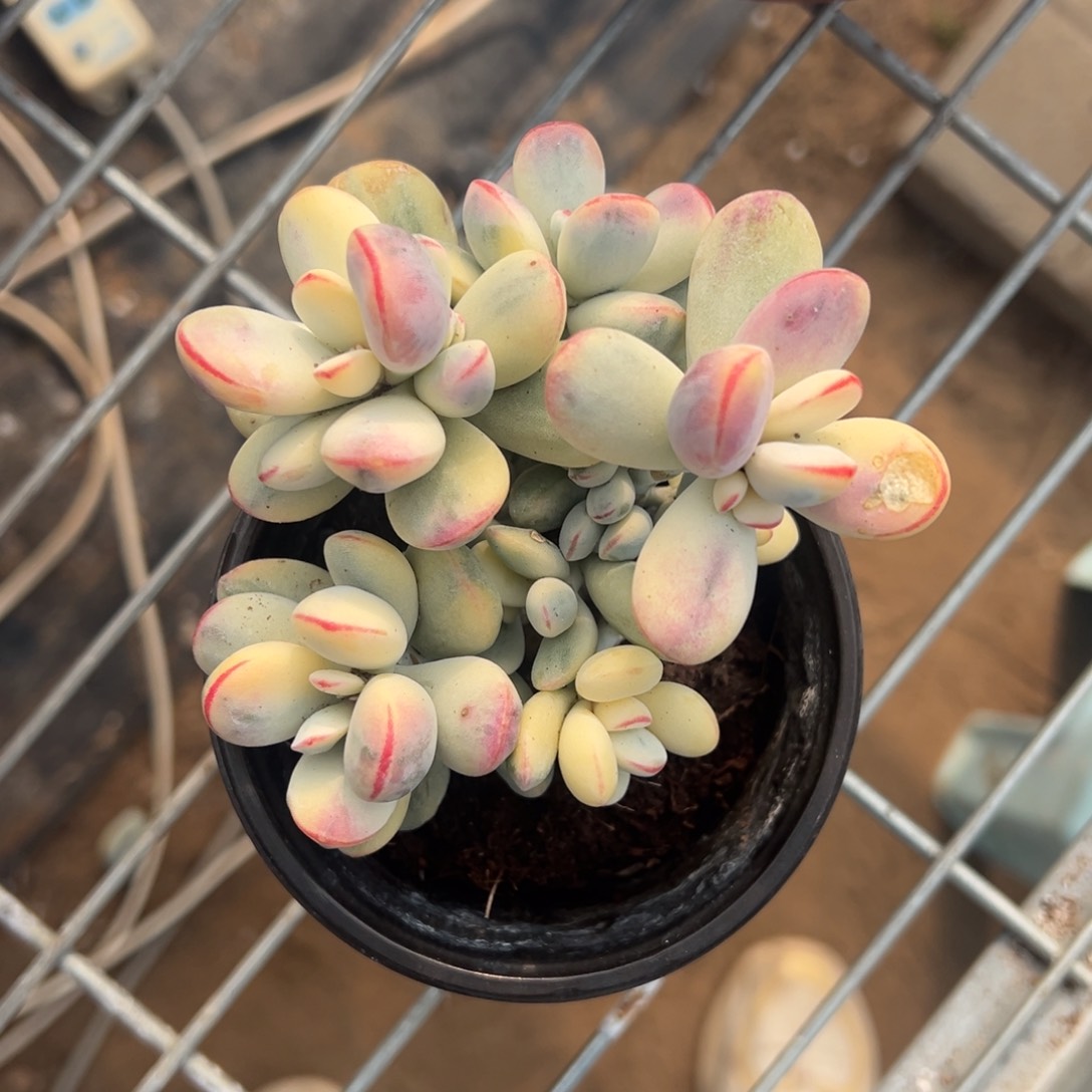 多肉乒乓福娘锦2407号