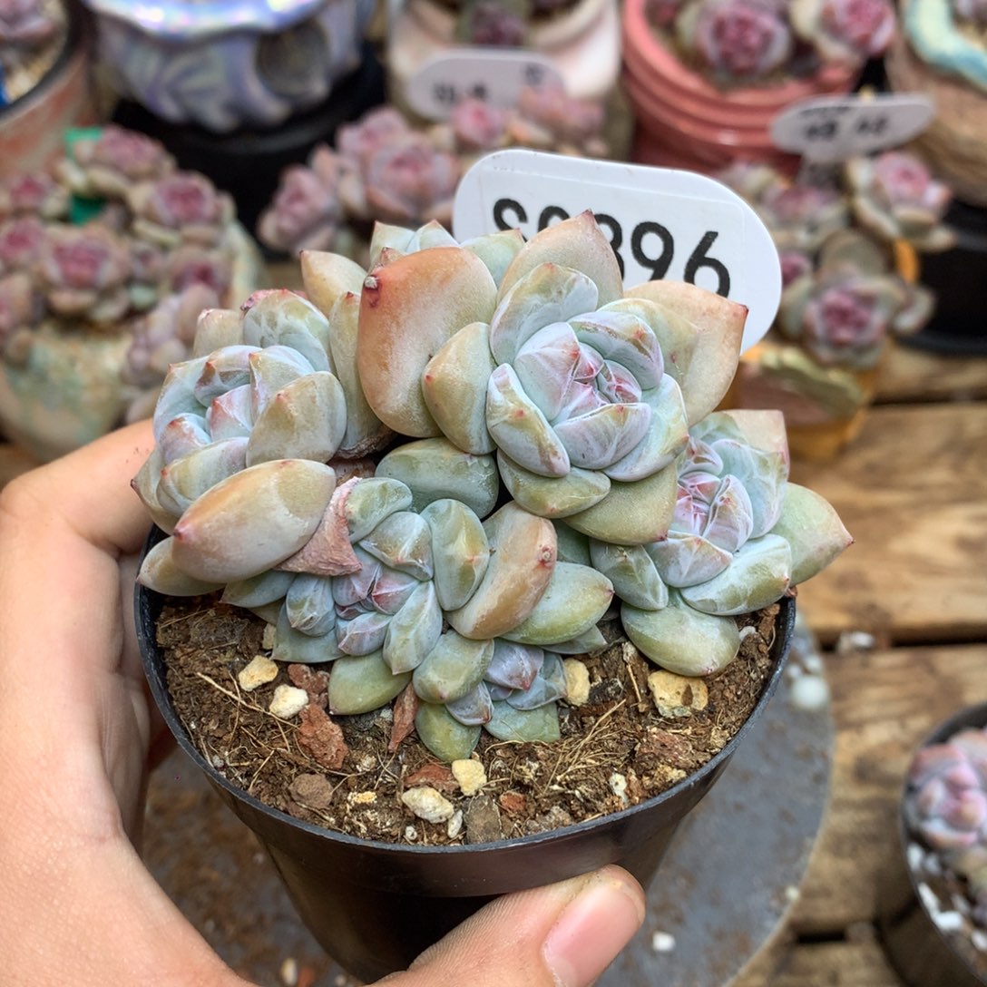 朱***学S0396 朱红学 专拍突尼斯