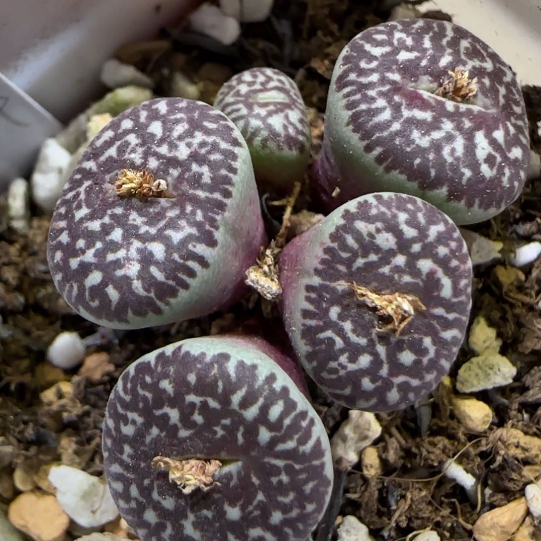 1.17 上播福利 714墨 6013