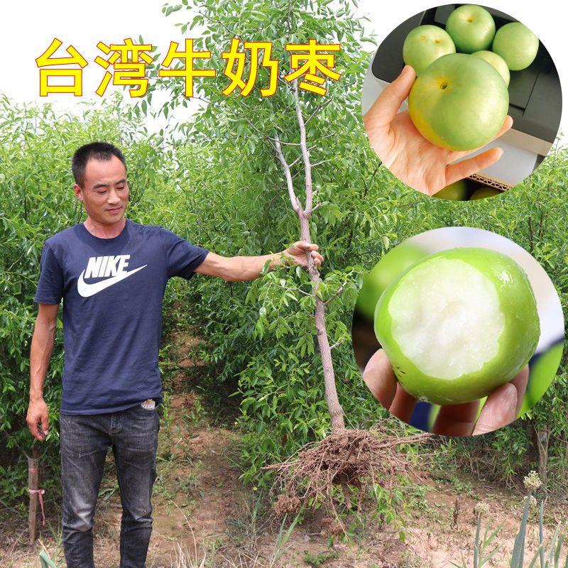 台湾大青枣树苗贵妃蜜枣脆甜牛奶蜜丝枣树苗南方北方种植果树