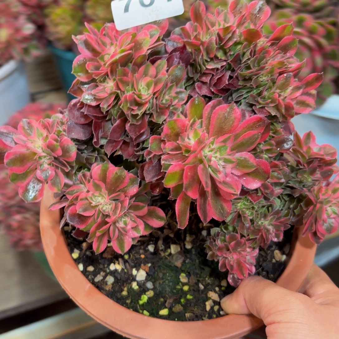 701多肉植物香妃缀