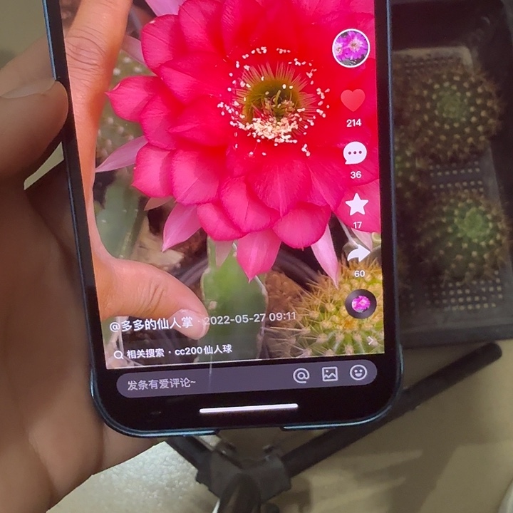 仙人球丽花彩草丽花巨无霸