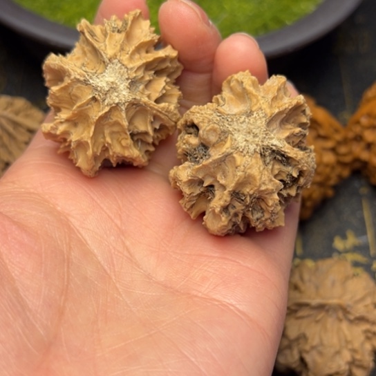 文玩核桃把件秦岭核桃23