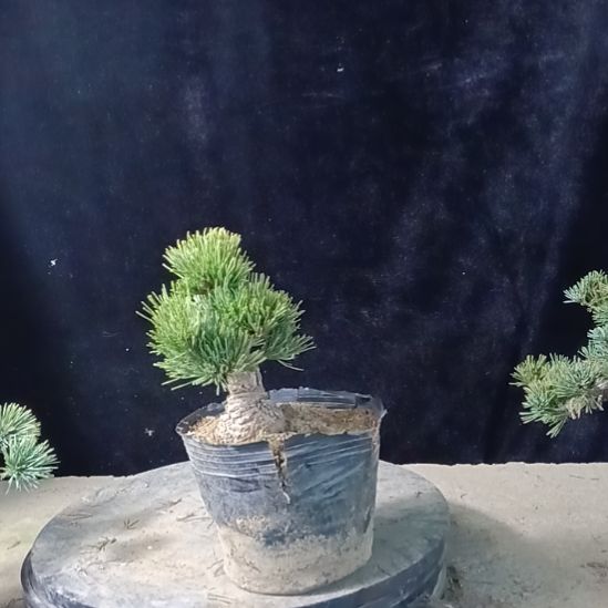 贵品大板松那须娘微型