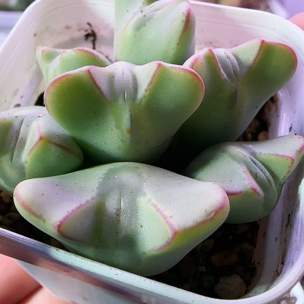 【闪购商品】大嘴巴少将7头群生