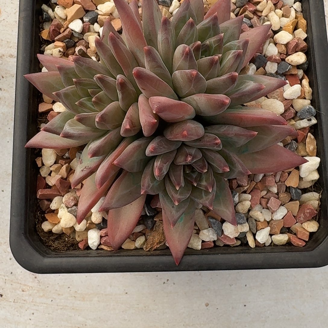 娜美系列多肉植物一颗