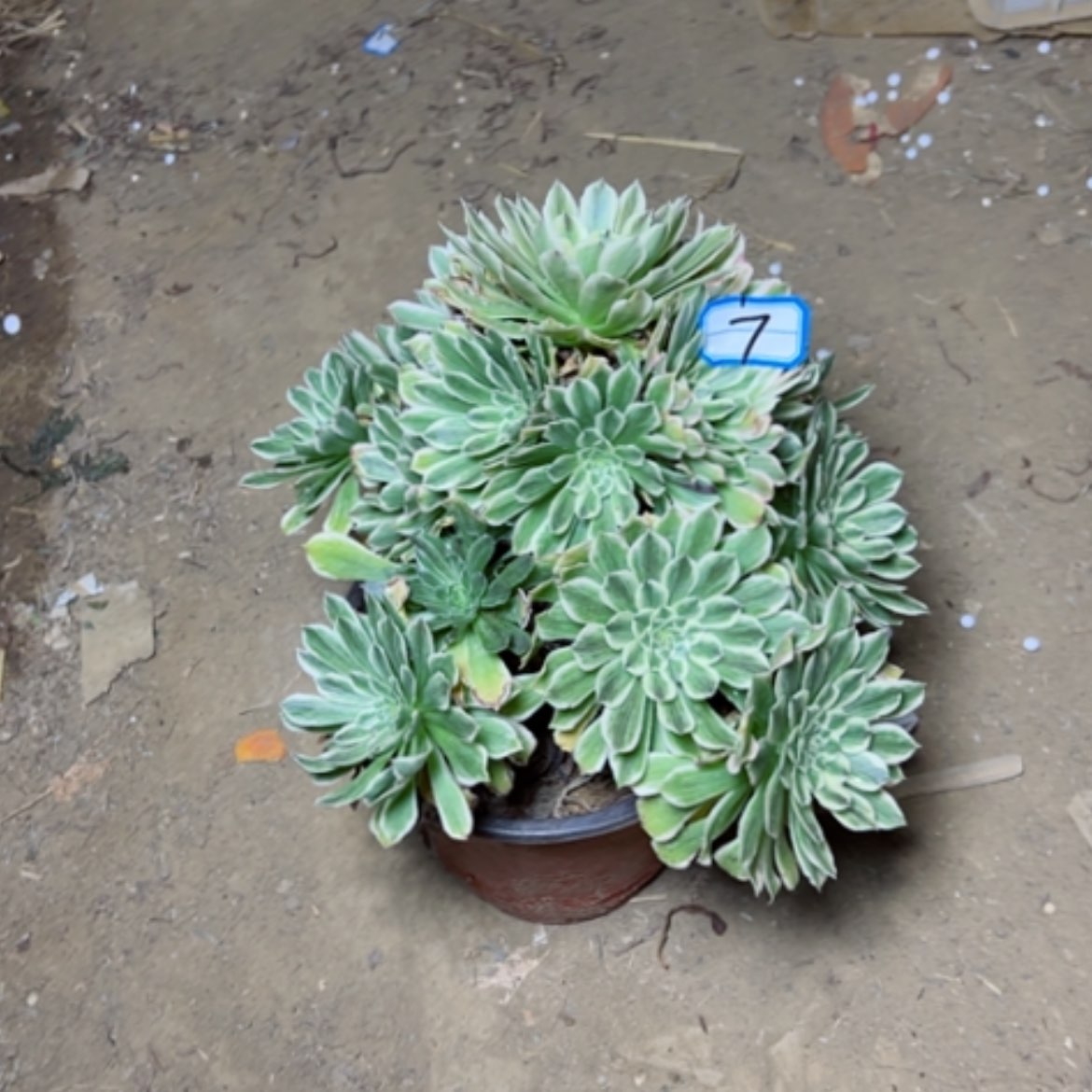 【闪购商品】多肉植物碧浪7