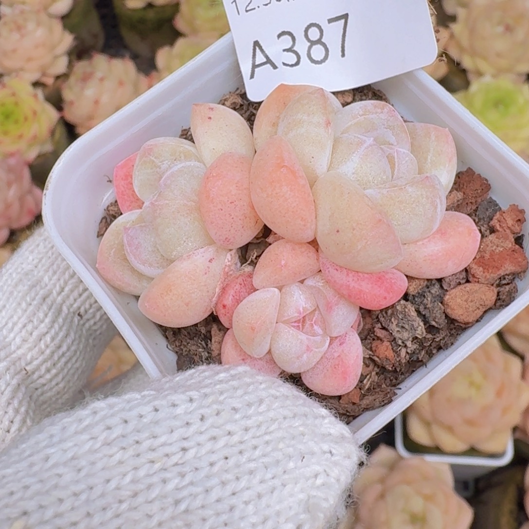 ****冰玉粉3头一颗带盆发货