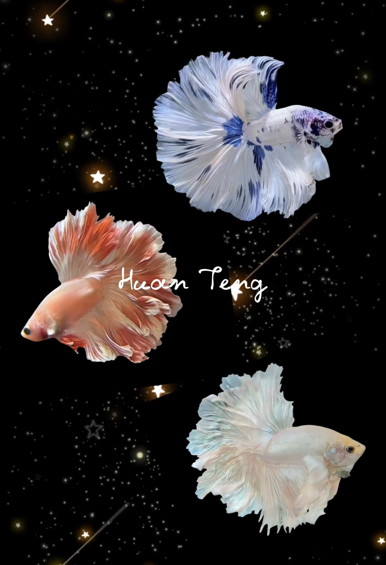 A18（409-432）欢腾水族泰斗小型热带观赏鱼（直播间选鱼）