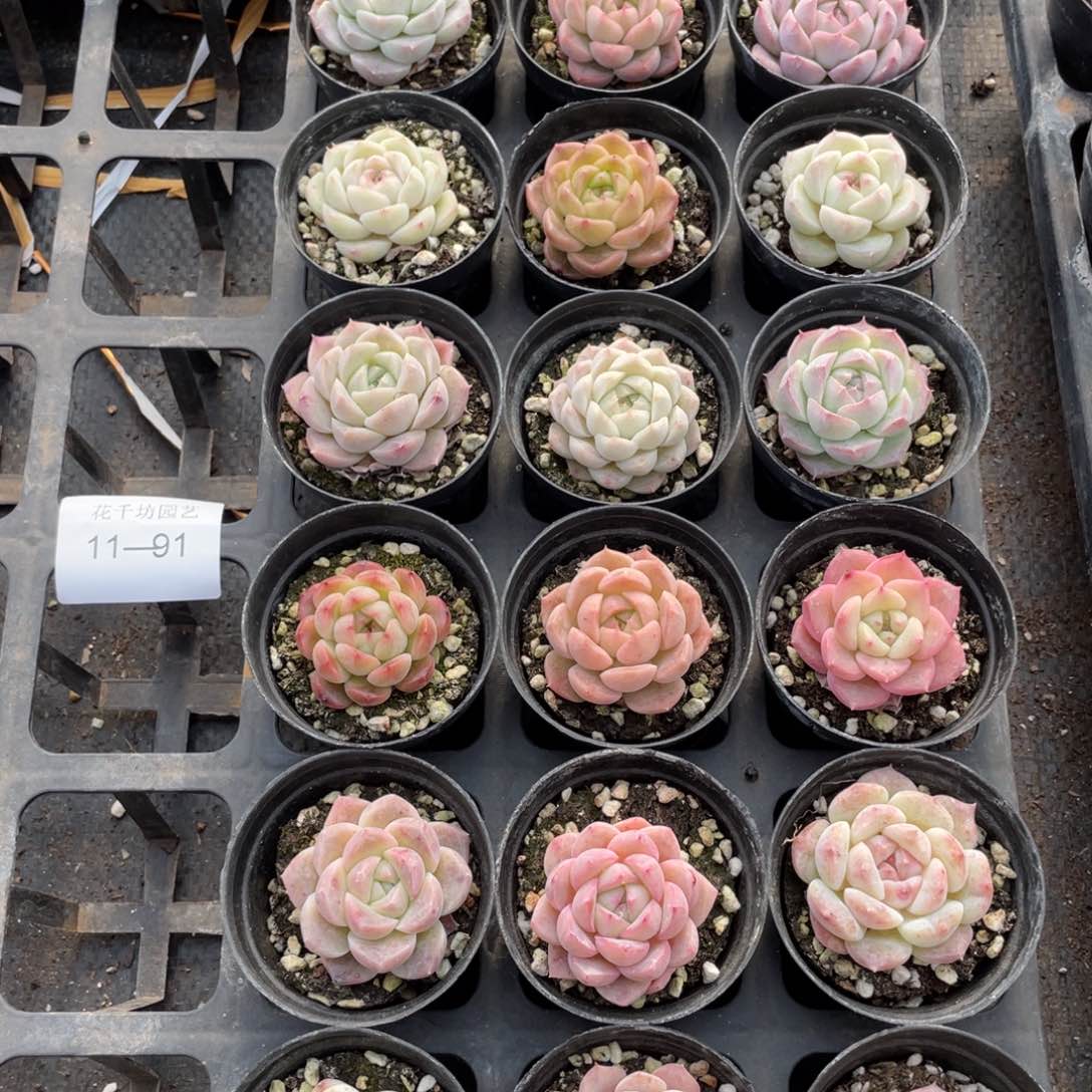 一物一拍18棵11-91