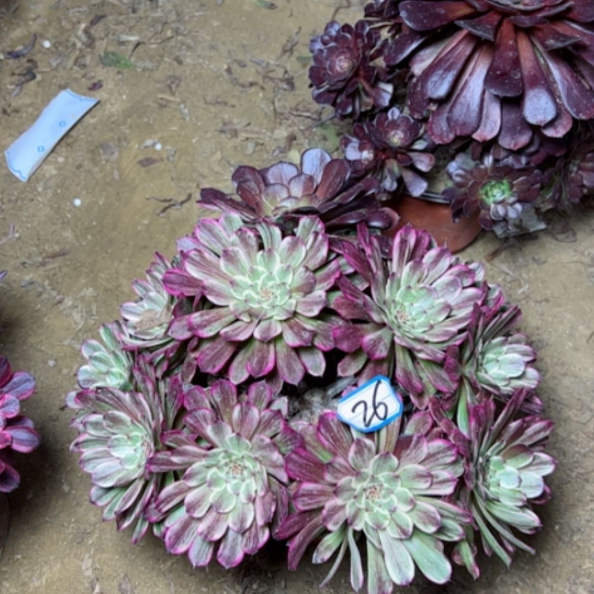 【闪购商品】多肉植物粉墨26