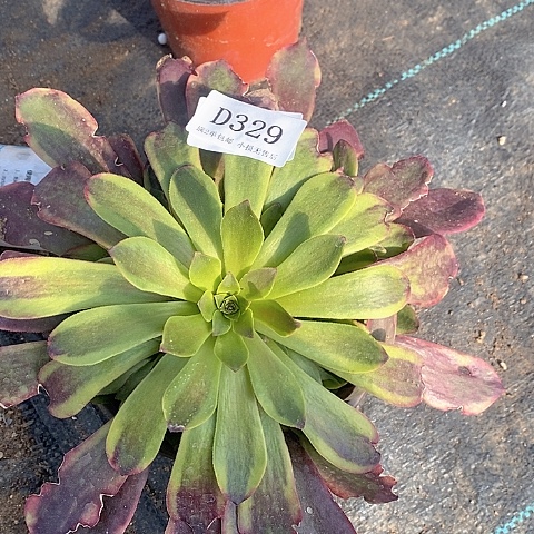 329欧嘉莉多肉处理不售后