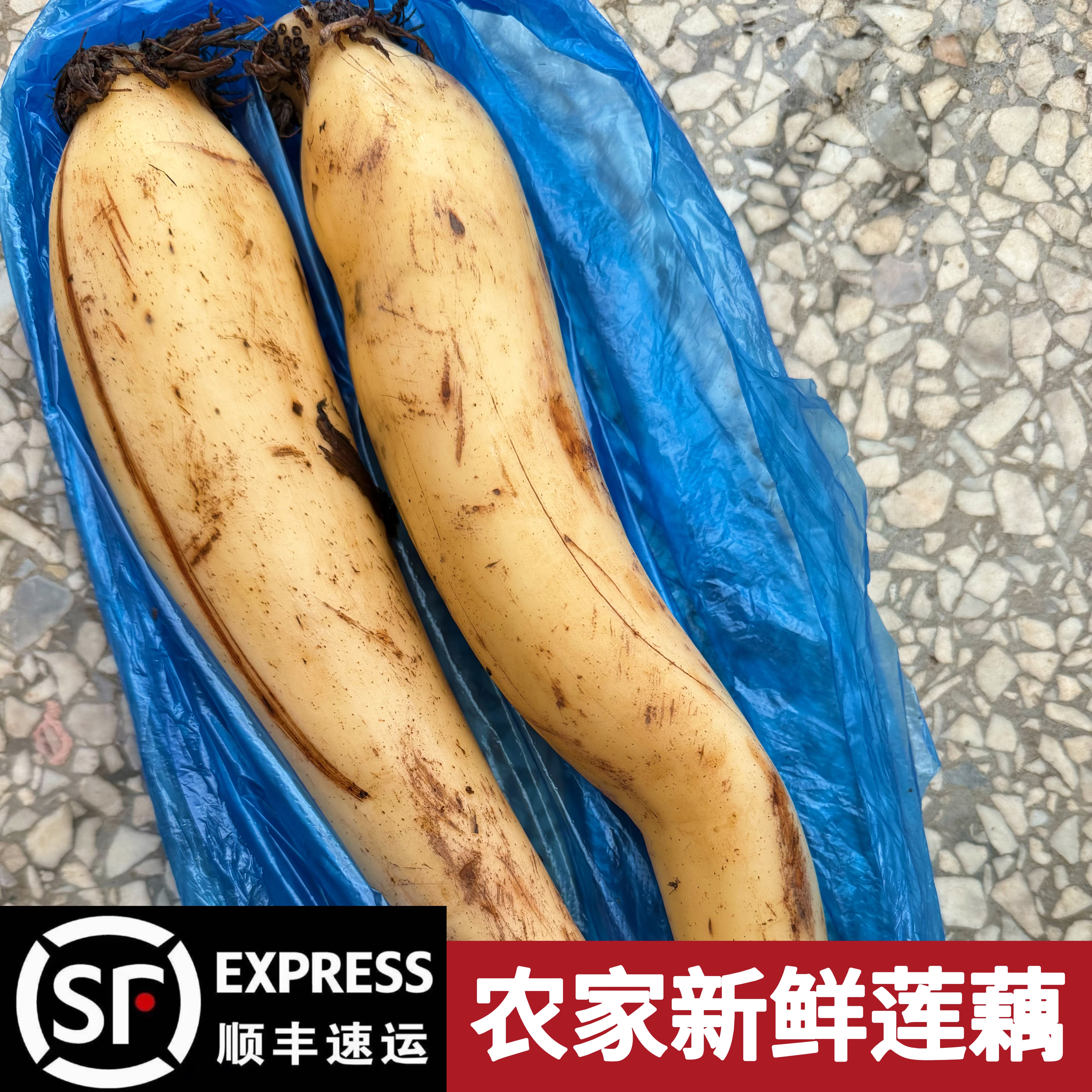 农家野塘莲藕丨顺丰包邮