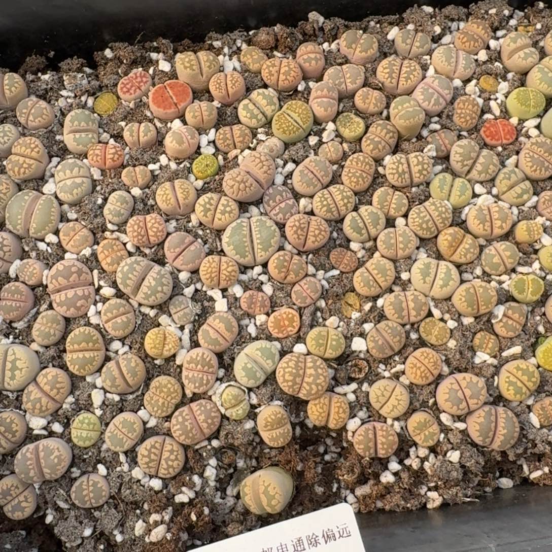 12067-福利大牙3颗