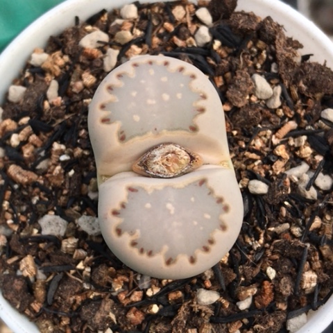 多肉肉锥 3.2Cm 蓝饼干