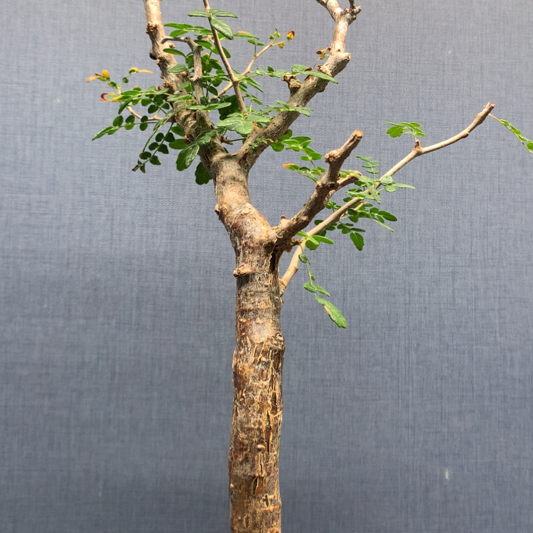 滔天橄榄产地熟桩