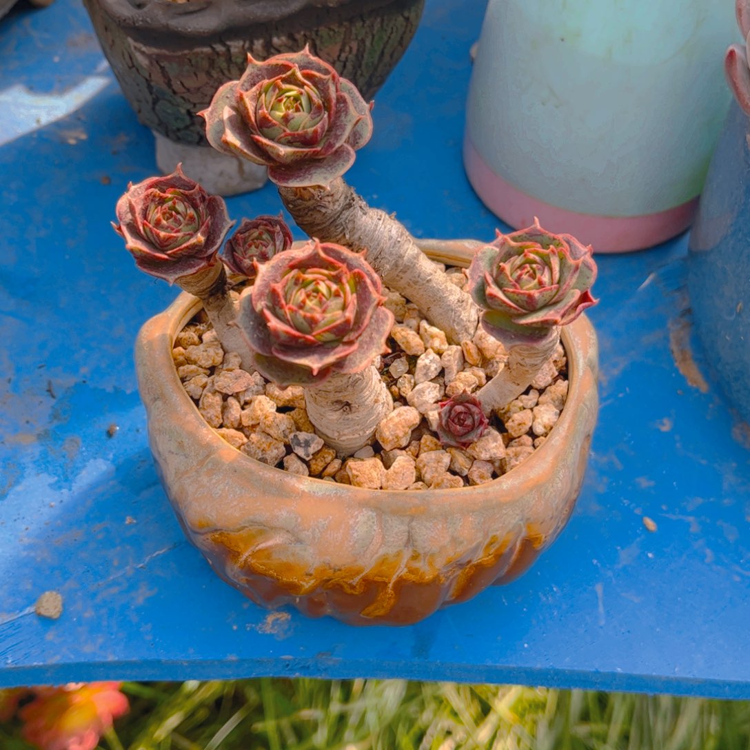 ₍***米多肉植物组合盆栽植物