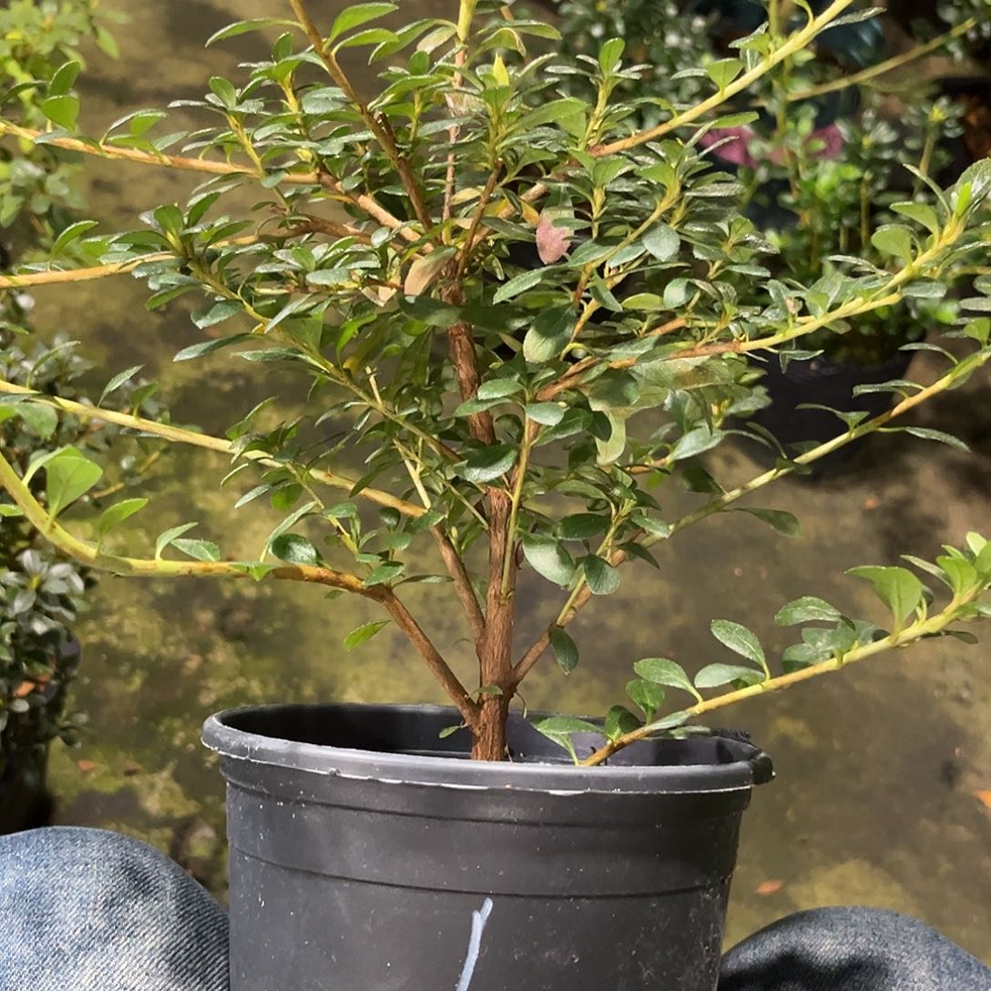 L***P完全开放绢姬杜鹃