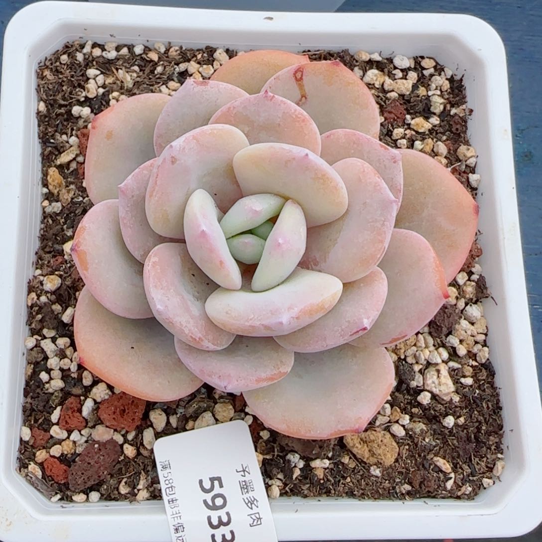 奶茶，5933多肉植物