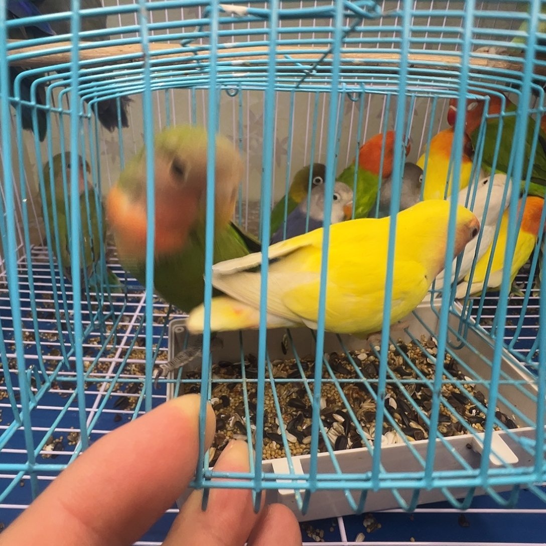 桃脸牡丹鹦鹉精品黄桃配绿桃220一对