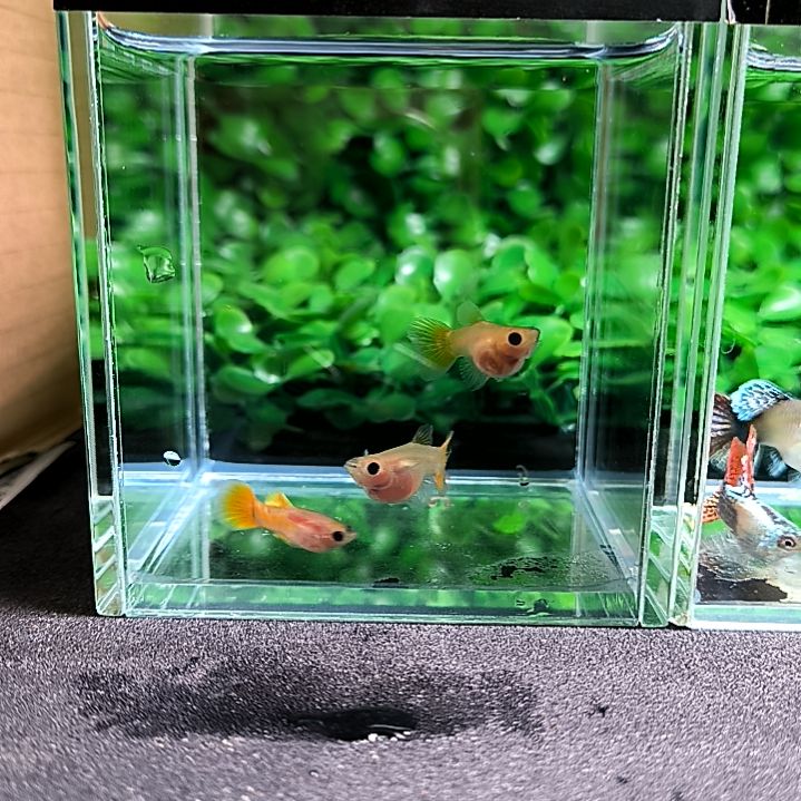 孔雀鱼录开箱视频。黄金玻璃猫，一公两母。含一条被损。