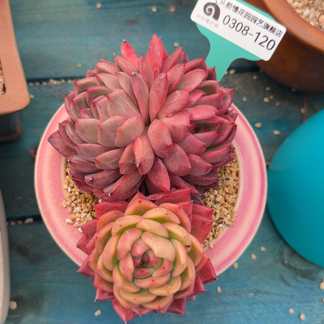 多肉一物一拍0308-120