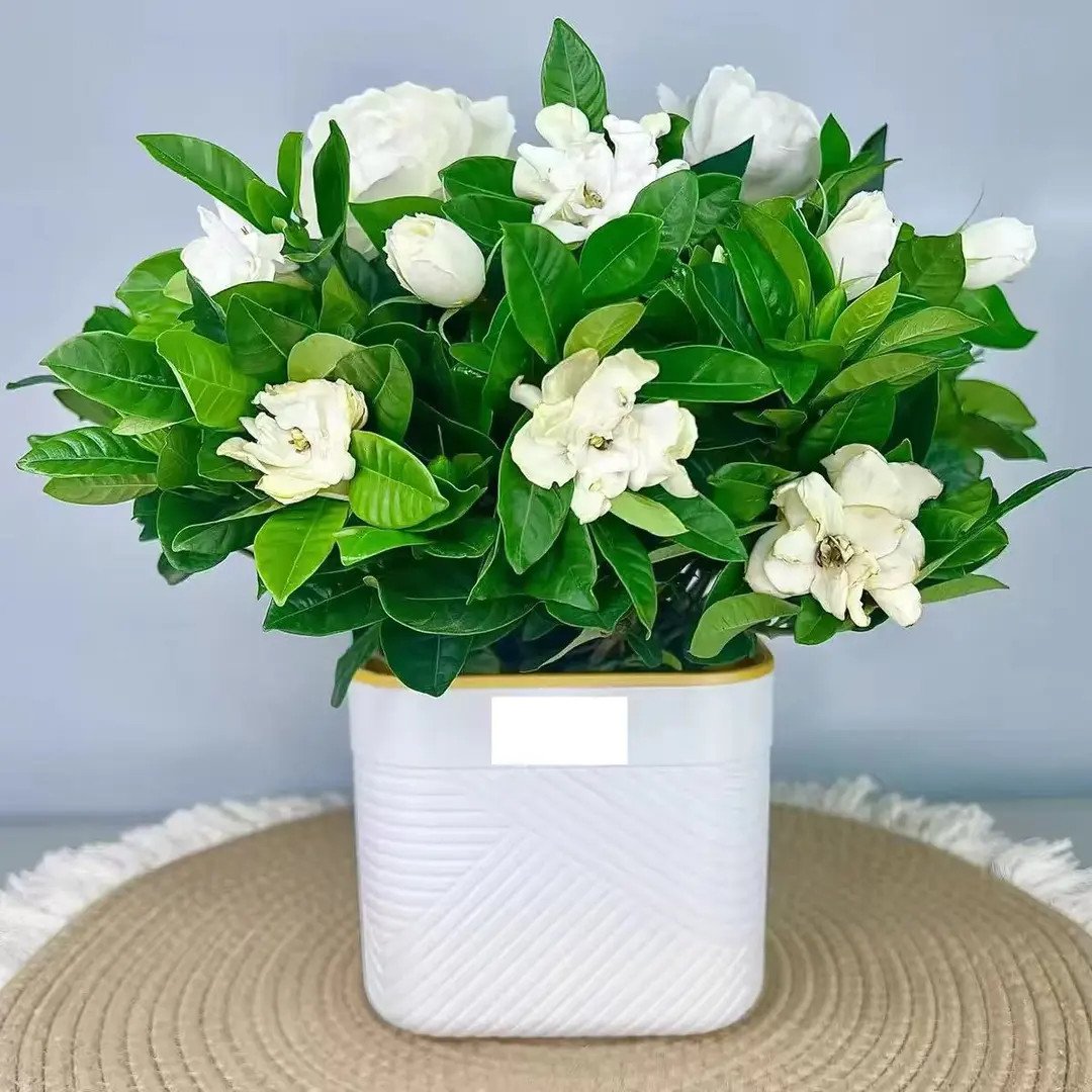 栀子花带花苞室内盆栽花卉四季开花浓香好养开花香网红盆