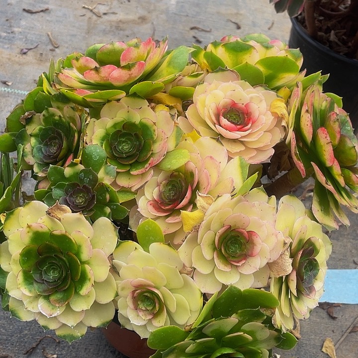 多肉植物万圣节570