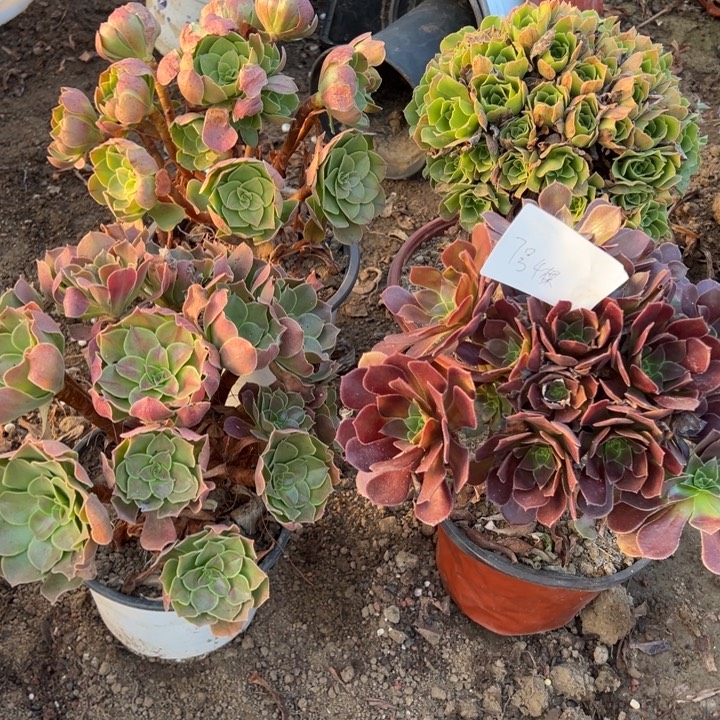 玉****7号4颗多肉植物，不包断头